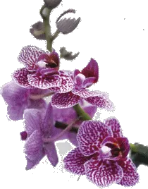 Orchidays兰花展